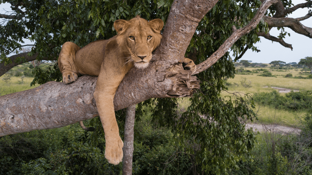 Lion brothers take risky swim across crocodile-infested channeljacob-lion.png