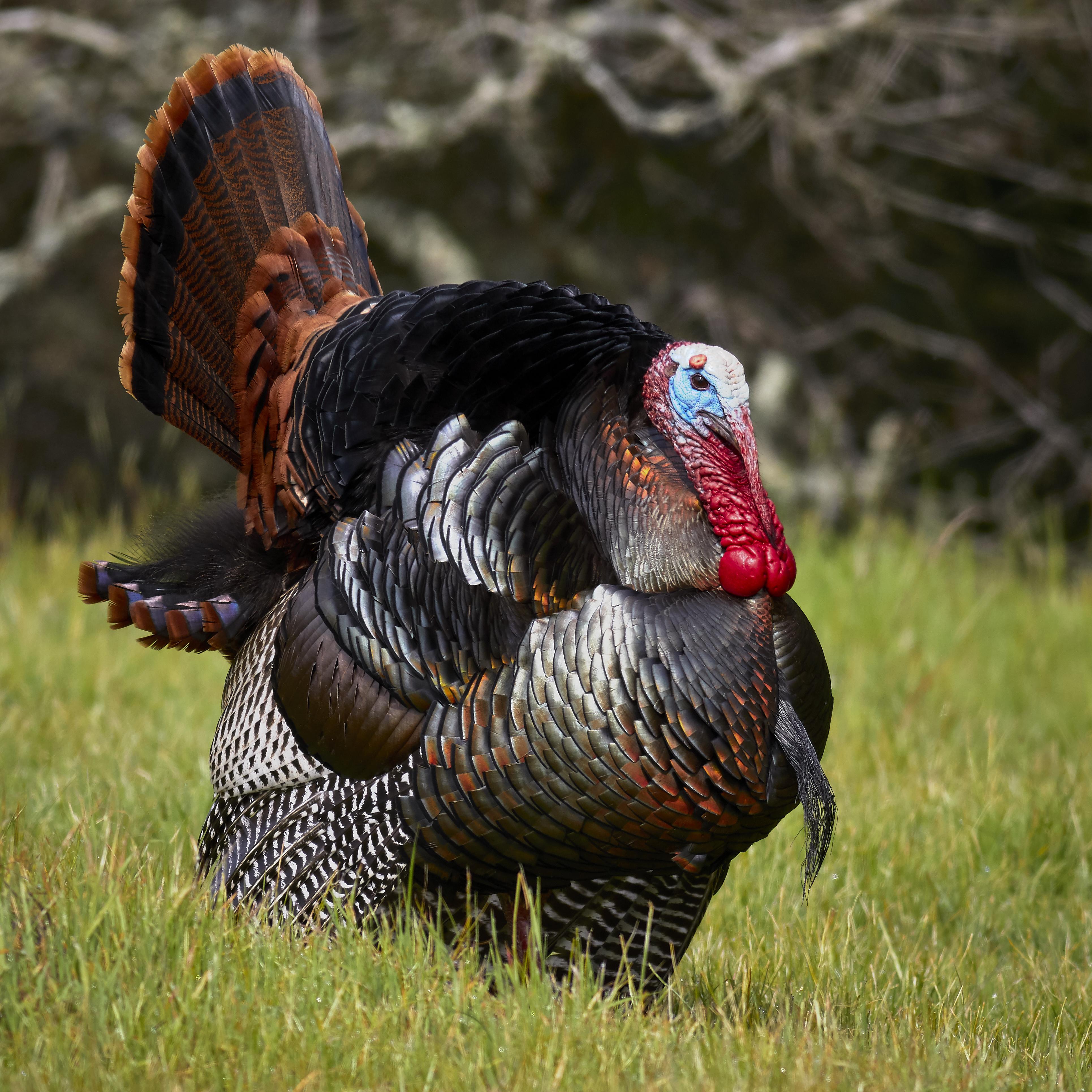 turkey